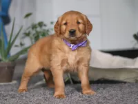 Foxey, a female Golden Retriever for sale in Fresno, OH – Photo 6 of 7