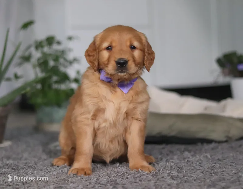 Foxey, a female Golden Retriever for sale in Fresno, OH – Photo 1 of 7