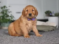 Foxey, a female Golden Retriever for sale in Fresno, OH – Photo 4 of 7