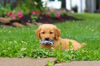 Biscuit, a male Golden Retriever for sale in Fresno, OH – 6 of 8