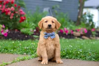 Biscuit, a male Golden Retriever for sale in Fresno, OH – 5 of 8