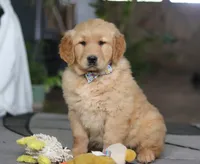 Charlie, a male Golden Retriever for sale in Fresno, OH – Photo 1 of 5