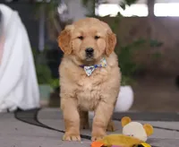 Charlie, a male Golden Retriever for sale in Fresno, OH – Photo 5 of 5