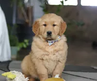 Charlie, a male Golden Retriever for sale in Fresno, OH – Photo 2 of 5