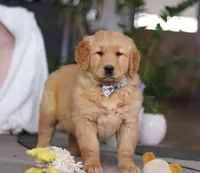 Charlie, a male Golden Retriever for sale in Fresno, OH – Photo 4 of 5