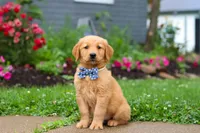 Biscuit, a male Golden Retriever for sale in Fresno, OH – 4 of 8
