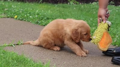 Buster, a male Golden Retriever for sale in Fresno, OH – 7 of 7