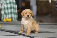 Cally, a female Golden Retriever for sale in Fresno, OH – Photo 2 of 5