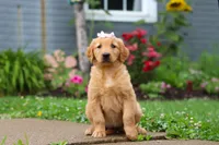 Bambo, a female Golden Retriever for sale in Fresno, OH – 3 of 8