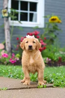 Bambo, a female Golden Retriever for sale in Fresno, OH – 7 of 8