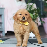 Conner, a male Golden Retriever for sale in Fresno, OH – Photo 2 of 4