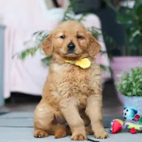 Conner, a male Golden Retriever for sale in Fresno, OH – Photo 4 of 4