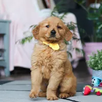Conner, a male Golden Retriever for sale in Fresno, OH – Photo 3 of 4