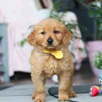 Conner, a male Golden Retriever for sale in Fresno, OH – Photo 1 of 4