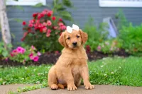 Beauty, a female Golden Retriever for sale in Fresno, OH – 4 of 10