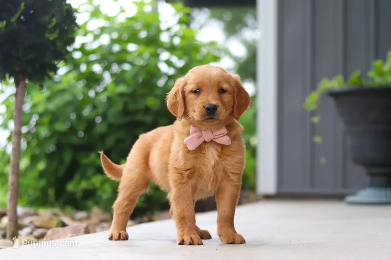 Bailey – Golden Retriever puppy for sale in Fresno, OH