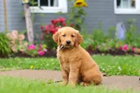 Buster, a male Golden Retriever for sale in Fresno, OH – 3 of 7