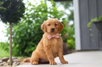 Bailey, a female Golden Retriever for sale in Fresno, OH – 7 of 9