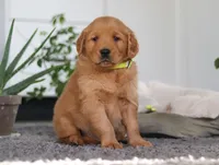 Timber, a male Golden Retriever for sale in Fresno, OH – Photo 6 of 7