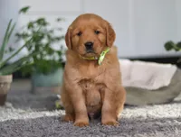 Timber, a male Golden Retriever for sale in Fresno, OH – Photo 2 of 7