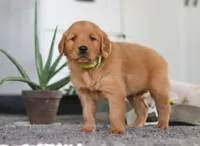 Timber, a male Golden Retriever for sale in Fresno, OH – Photo 7 of 7