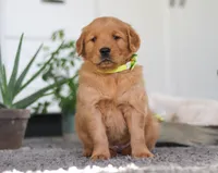 Timber, a male Golden Retriever for sale in Fresno, OH – Photo 4 of 7
