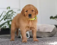 Timber, a male Golden Retriever for sale in Fresno, OH – Photo 1 of 7