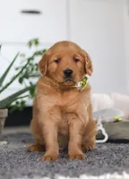 Timber, a male Golden Retriever for sale in Fresno, OH – Photo 5 of 7