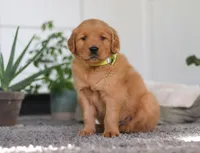 Timber, a male Golden Retriever for sale in Fresno, OH – Photo 3 of 7