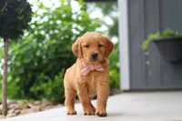 Bailey, a female Golden Retriever for sale in Fresno, OH – 4 of 9