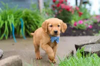 Beaver, a male Golden Retriever for sale in Fresno, OH – 3 of 8