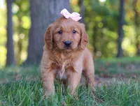 Coffee, a female Golden Retriever for sale in Fresno, OH – Photo 5 of 7