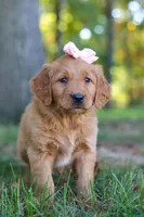 Coffee, a female Golden Retriever for sale in Fresno, OH – Photo 6 of 7