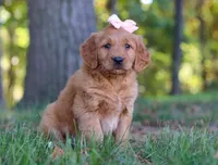 Coffee, a female Golden Retriever for sale in Fresno, OH – Photo 4 of 7