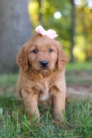 Coffee, a female Golden Retriever for sale in Fresno, OH – Photo 7 of 7