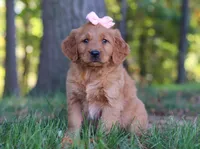 Coffee, a female Golden Retriever for sale in Fresno, OH – Photo 1 of 7