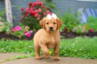 Beauty, a female Golden Retriever for sale in Fresno, OH – 7 of 10