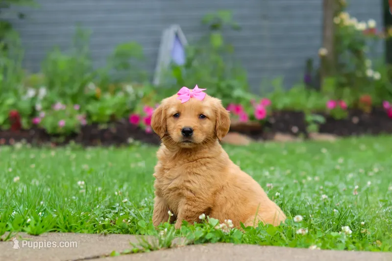 Barba – Golden Retriever puppy for sale in Fresno, OH