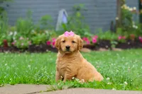 Barba, a female Golden Retriever for sale in Fresno, OH – 1 of 8