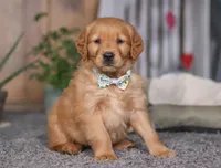 Freaky, a male Golden Retriever for sale in Fresno, OH – Photo 3 of 8