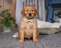 Freaky, a male Golden Retriever for sale in Fresno, OH – Photo 4 of 8