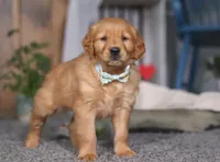 Freaky, a male Golden Retriever for sale in Fresno, OH – Photo 6 of 8