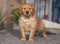 Freaky, a male Golden Retriever for sale in Fresno, OH – Photo 5 of 8