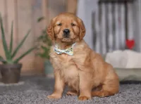 Freaky, a male Golden Retriever for sale in Fresno, OH – Photo 2 of 8