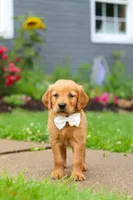 Bubbles, a male Golden Retriever for sale in Fresno, OH – 5 of 9