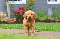 Buster, a male Golden Retriever for sale in Fresno, OH – 5 of 7