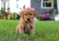 Cocoa, a female Golden Retriever for sale in Fresno, OH – Photo 2 of 9
