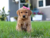 Cocoa, a female Golden Retriever for sale in Fresno, OH – Photo 3 of 9