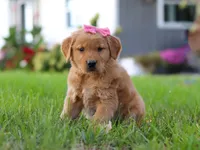 Cocoa, a female Golden Retriever for sale in Fresno, OH – Photo 4 of 9