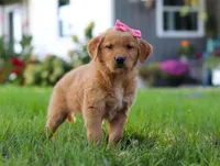 Cocoa, a female Golden Retriever for sale in Fresno, OH – Photo 6 of 9